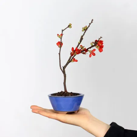 Bonsai Chaenomeles Japonica