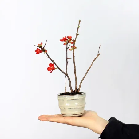 Bonsai Chaenomeles Japonica