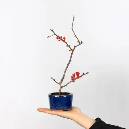 Bonsai Chaenomeles Japonica