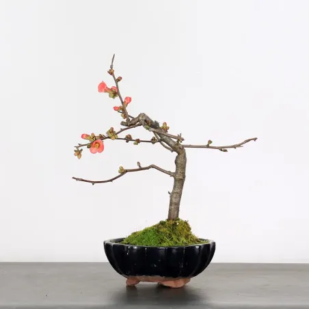 COGNASSIER DU JAPON "CHAENOMELES JAPONICA" 1-10