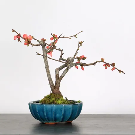 Bonsai Chaenomeles Japonica