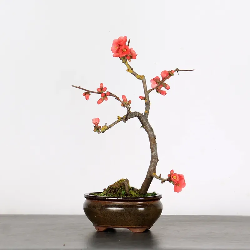 Bonsai Chaenomeles Japonica