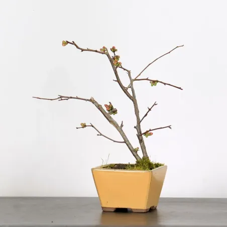 Bonsai Chaenomeles Japonica