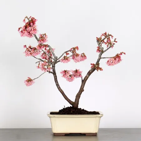 Bonsai Prunus Kojo No Mai