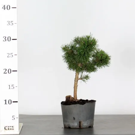 image supplémentaire - PINUS SYLVESTRIS 1-4