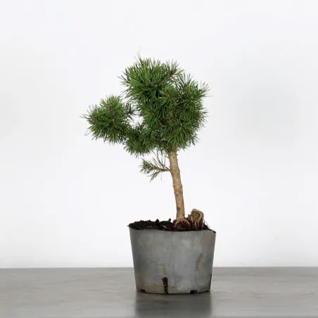 PINUS SYLVESTRIS 1-4