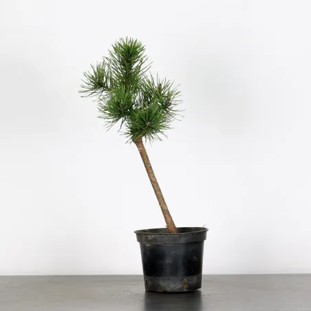 PINUS SYLVESTRIS 1-12