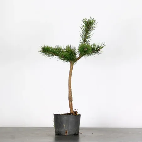 PINUS SYLVESTRIS 2-1