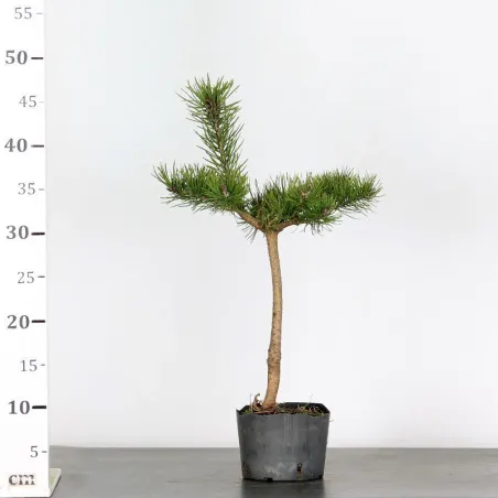 image supplémentaire - PINUS SYLVESTRIS 2-1