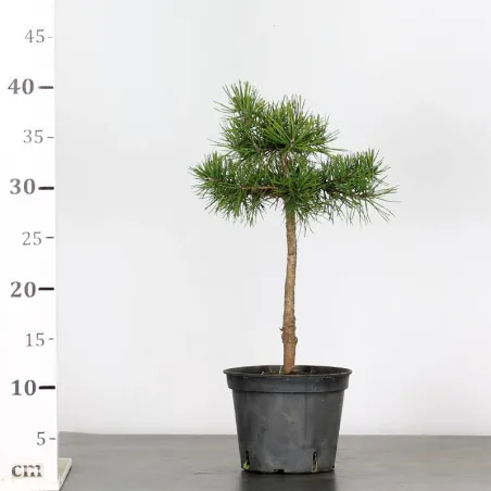 image supplémentaire - PINUS SYLVESTRIS 2-2