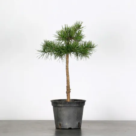 PINUS SYLVESTRIS 2-2