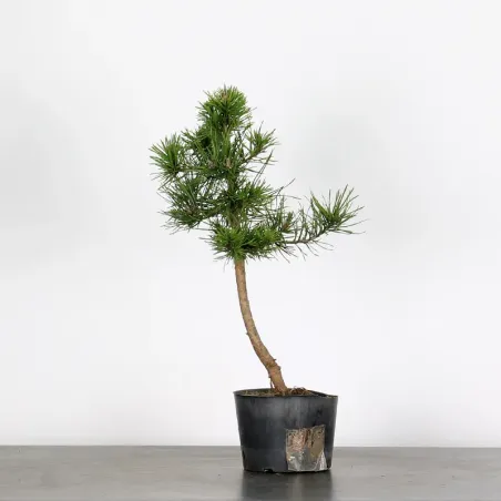 PINUS SYLVESTRIS 2-3