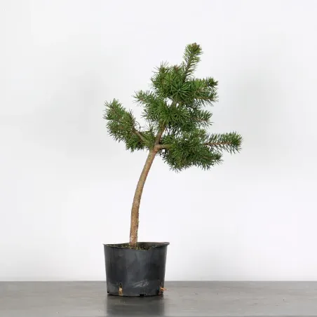 PINUS SYLVESTRIS 2-4