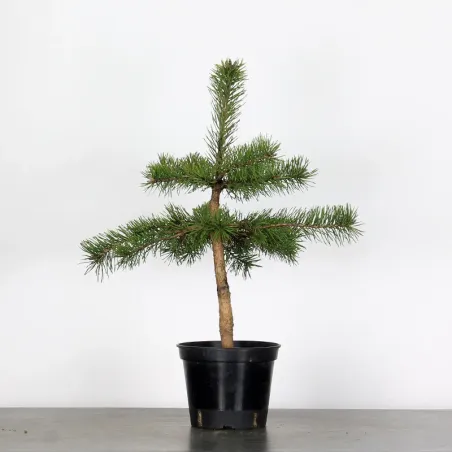 PINUS SYLVESTRIS 2-5