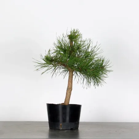 PINUS SYLVESTRIS 2-6