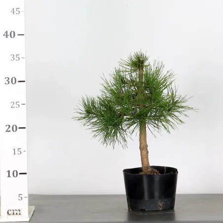 image supplémentaire - PINUS SYLVESTRIS 2-6