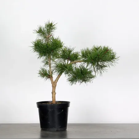 PINUS SYLVESTRIS 2-7