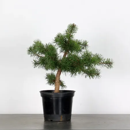 PINUS SYLVESTRIS 2-8