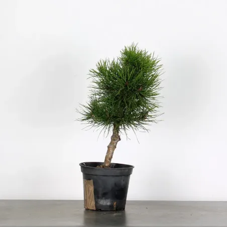 PINUS SYLVESTRIS 2-9