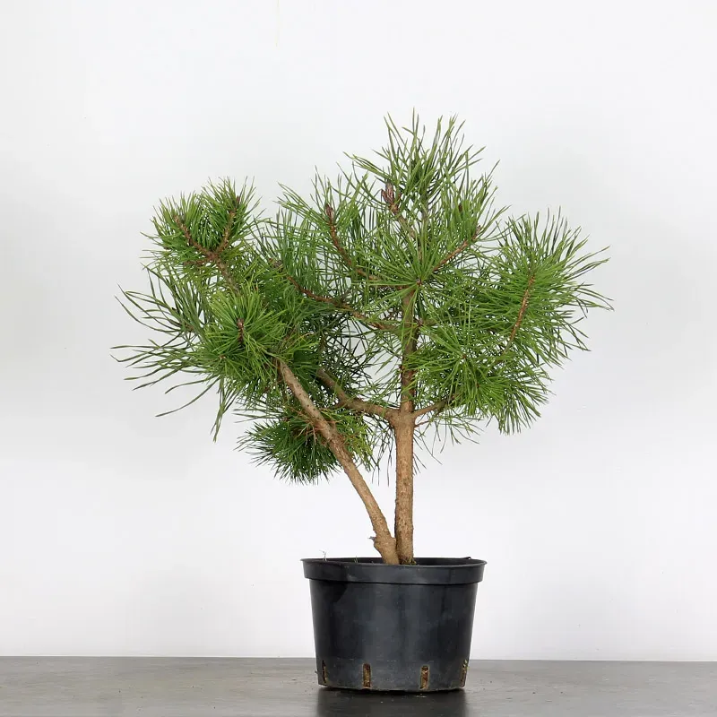 PINUS SYLVESTRIS 2-10