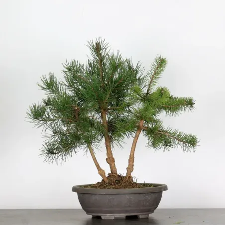 PINUS SYLVESTRIS 2-11