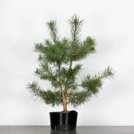 PINUS SYLVESTRIS 2-12