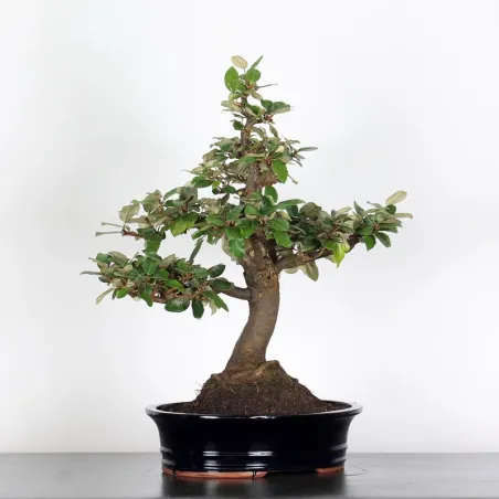 image supplémentaire - BONSAI ELAEAGNUS PUNGEN 1-1