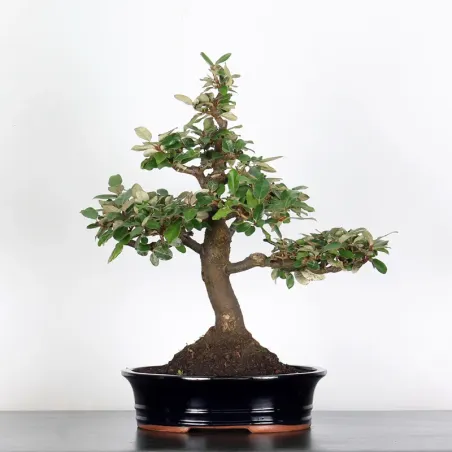 Bonsai Eleagnus Pungen