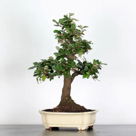 image supplémentaire - BONSAI ELAEAGNUS PUNGEN 1-2