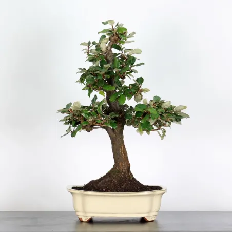 Bonsai Eleagnus Pungen