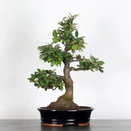 Bonsai Eleagnus Pungen