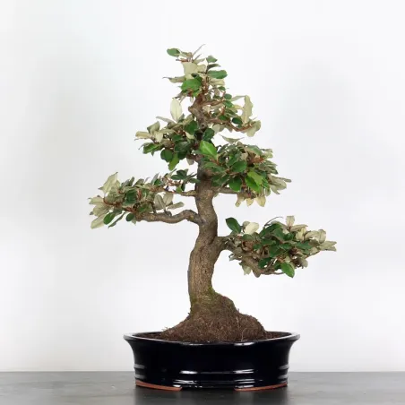 image supplémentaire - BONSAI ELAEAGNUS PUNGEN 1-3