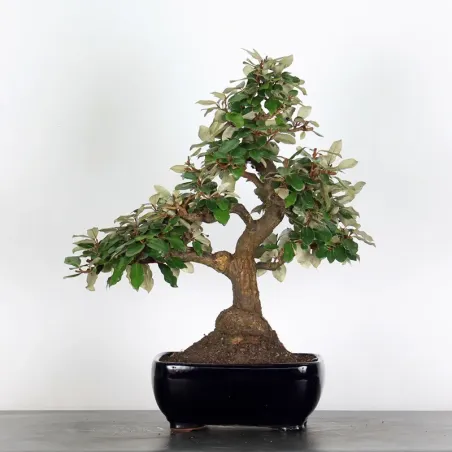 Bonsai Elaeagnus Pungen