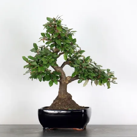 image supplémentaire - BONSAI ELAEAGNUS PUNGEN 1-4