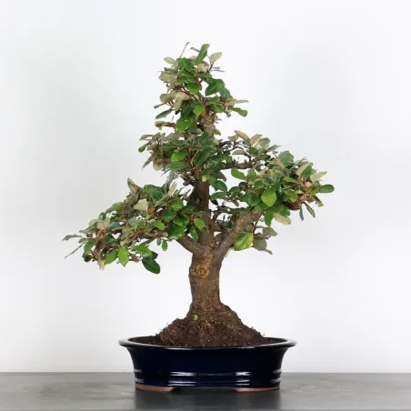 Bonsai Elaeagnus Pungen