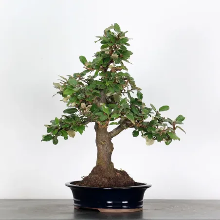 image supplémentaire - BONSAI ELAEAGNUS PUNGEN 1-5