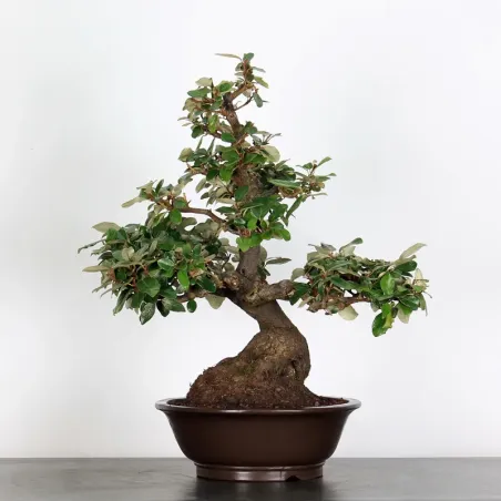 BONSAI ELAEAGNUS PUNGEN 1-6