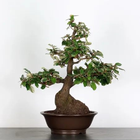 image supplémentaire - BONSAI ELAEAGNUS PUNGEN 1-6