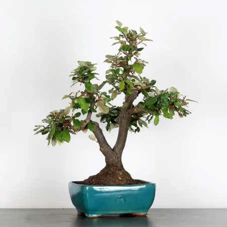 image supplémentaire - BONSAI ELAEAGNUS PUNGEN 1-7