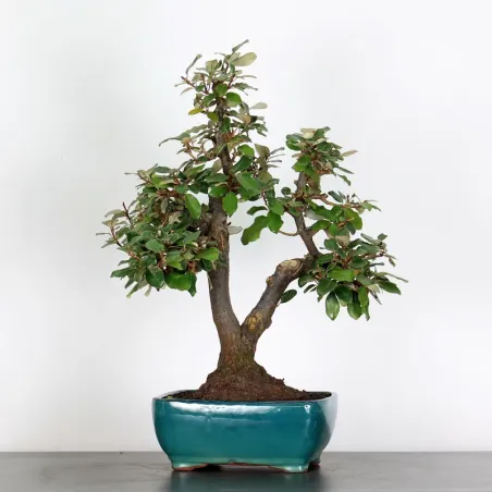 Bonsai Elaeagnus Pungen