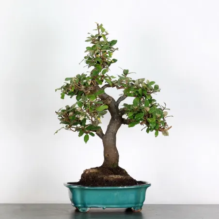 image supplémentaire - BONSAI ELAEAGNUS PUNGEN 1-9