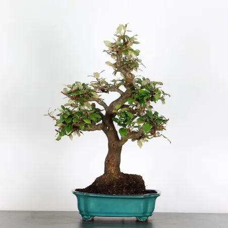 Bonsai Elaeagnus Pungen