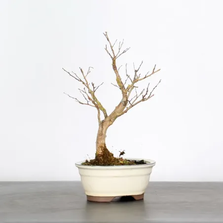 Bonsai Lagestroenia