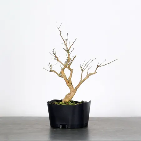 Bonsai Lagestroenia