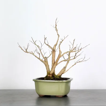 Bonsai Lagestroenia