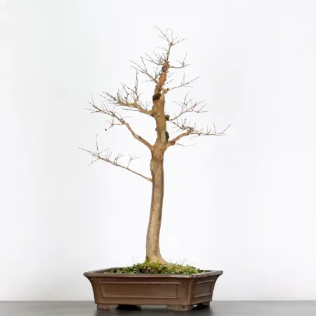 Bonsai Lagestroenia