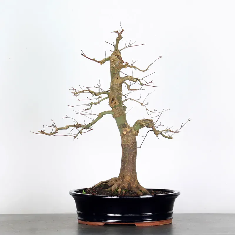 Bonsai Acer Deshojo AD-1-3