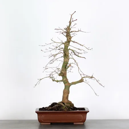 Bonsai Acer Deshojo AD-1-4