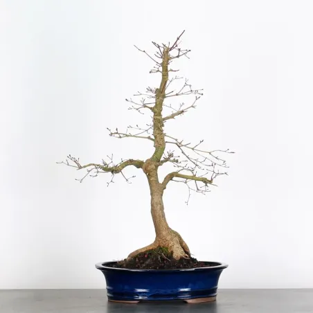 Bonsai Acer Deshojo AD-1-5