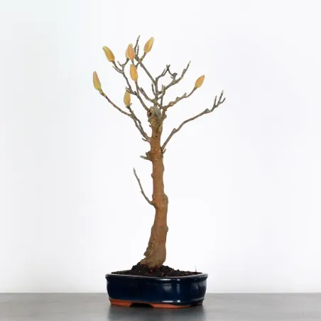 Bonsai Magnolia